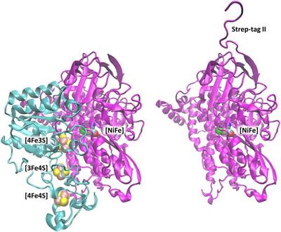 Conformational and mechanical stability of the isolated large subunit of membrane-bound [NiFe]-hydrogenase from Cupriavidus necator